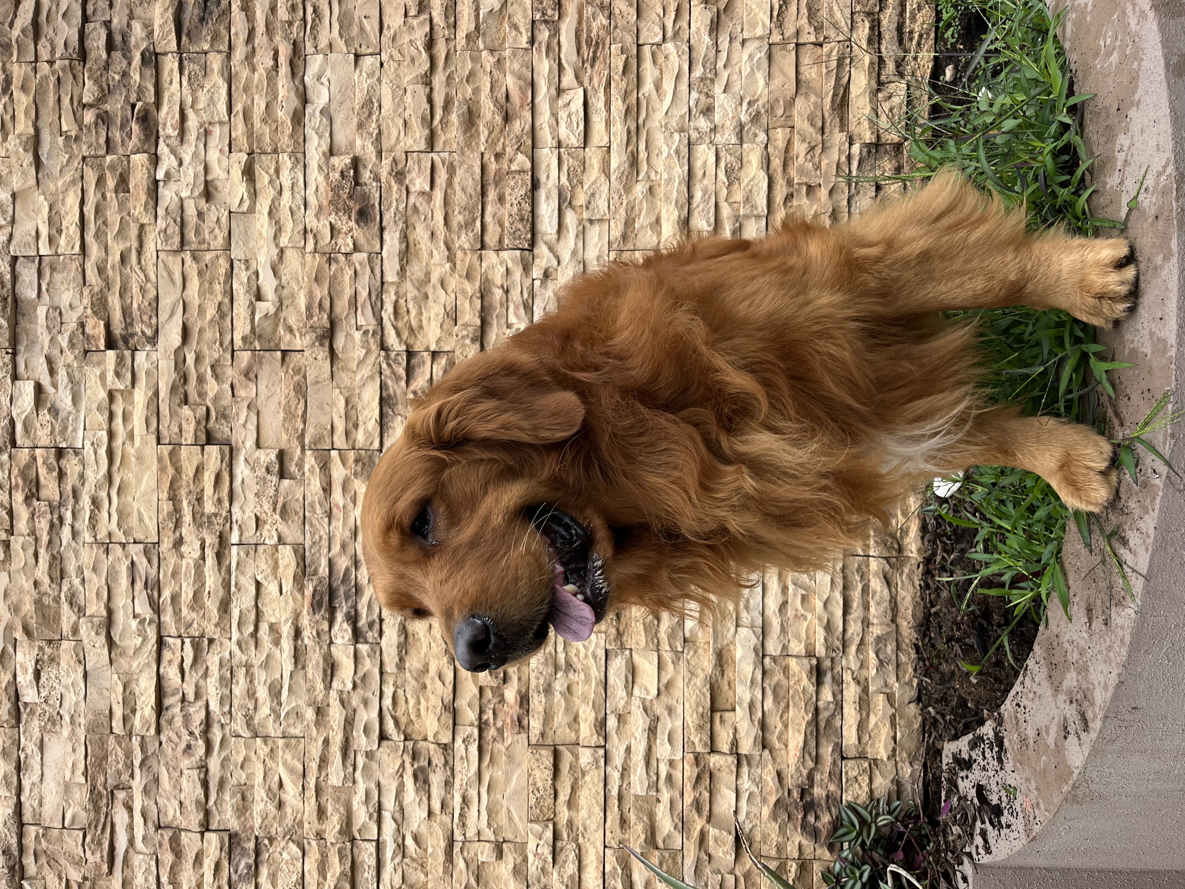 IMPERIO VIEJO Rock Art